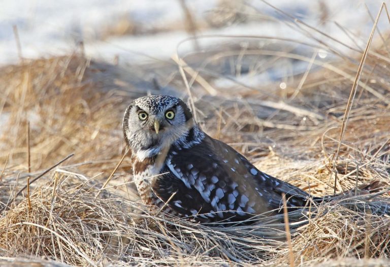 Northern Hawk Owl 13