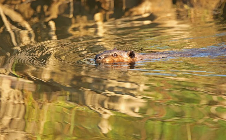 A Beaver Being A Beaver