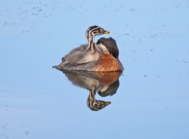 Red-necked Grebe 10