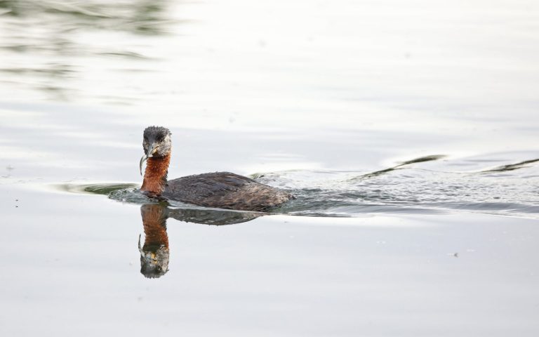 Red-necked Grebe 1
