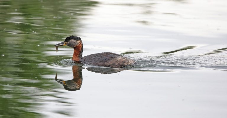 Red-necked Grebe 2