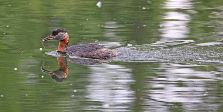 Red-necked Grebe 3