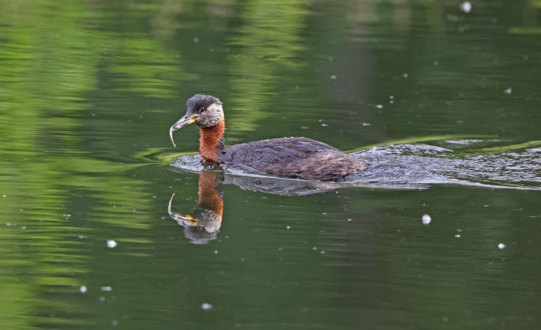 Red-necked Grebe 4
