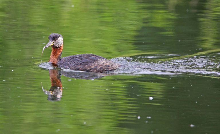 Red-necked Grebe 5