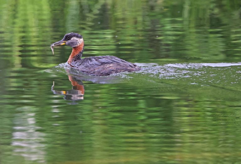 Red-necked Grebe 6