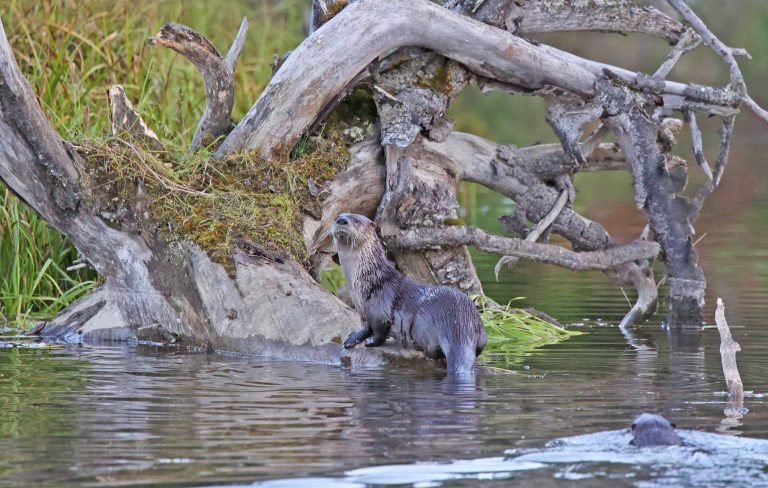 River Otter 2