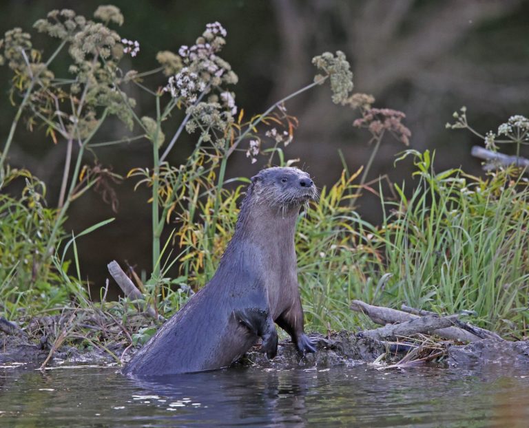 River Otter 3
