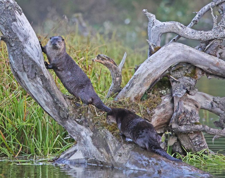 River Otter 4