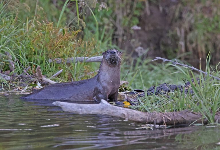 River Otter 5