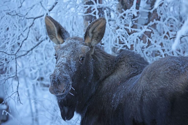 Moose 4