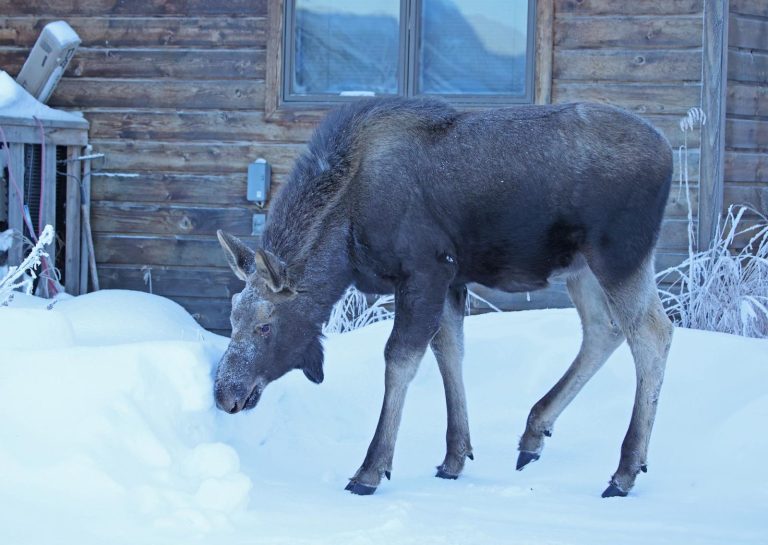 Moose 5