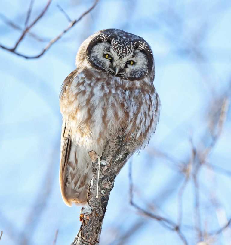 Boreal Owl 1