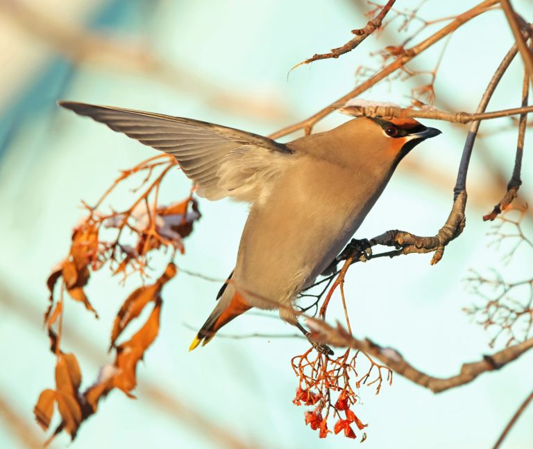 Bohemian Waxwing 9