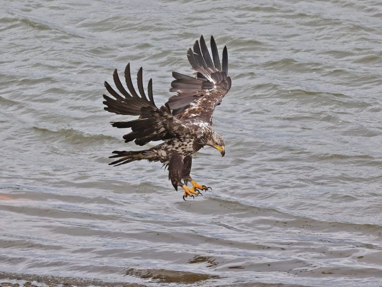 Juvenile Bald