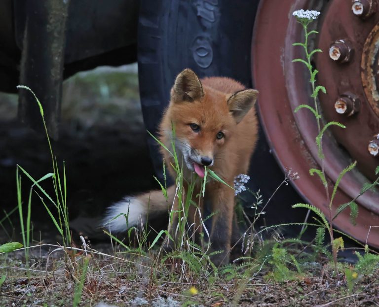 Fox Kit1