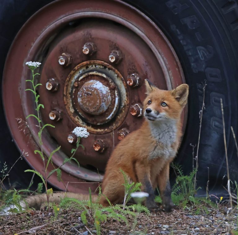 Fox Kit 2