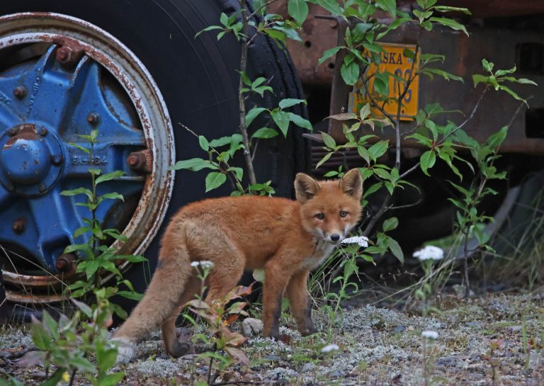 Fox Kit 3