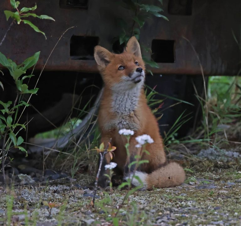 Fox Kit 4