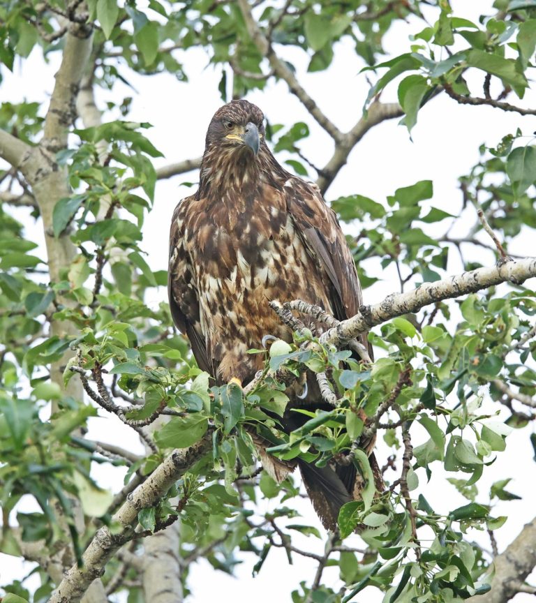 Juvenile Bald Poplar 1
