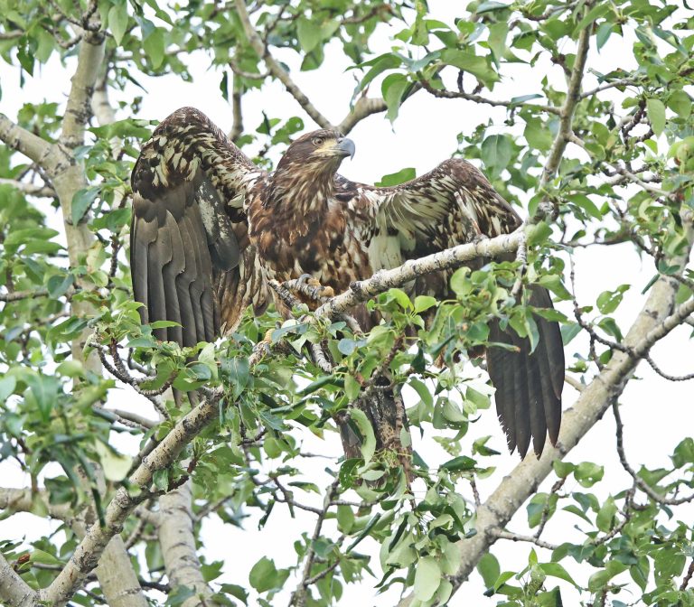 Juvenile Bald Poplar 2