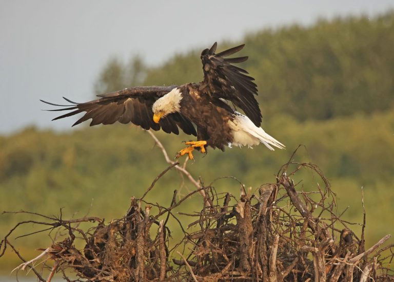 Adult Eagle