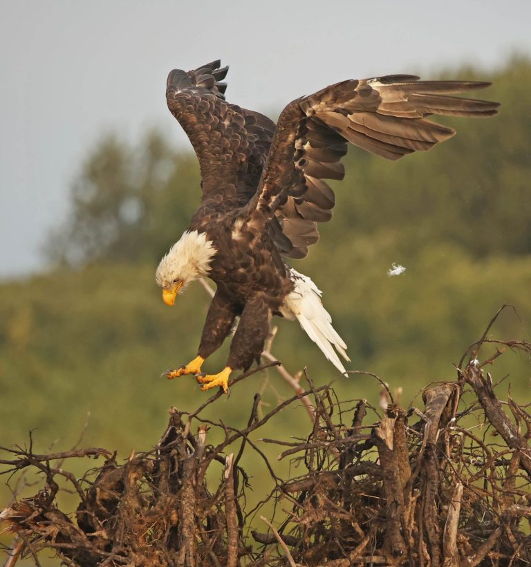 Adult Eagle