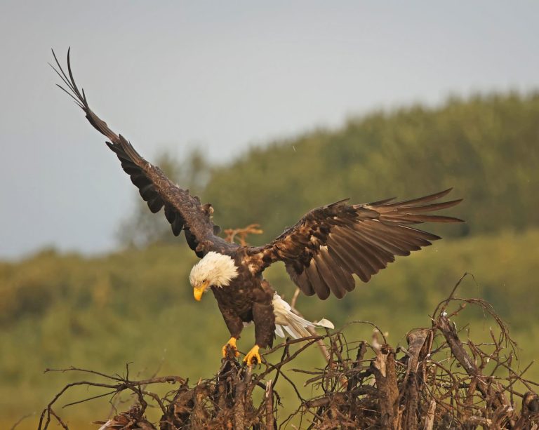 Adult Eagle