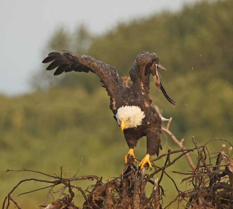 Adult Eagle