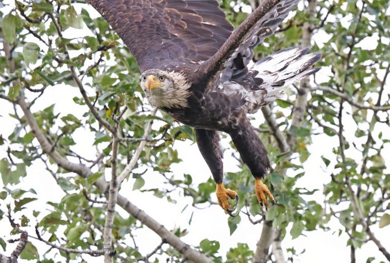 Eagle In Poplar1