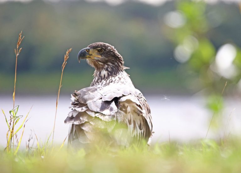 Juvie Bald Fighting The Wind 2