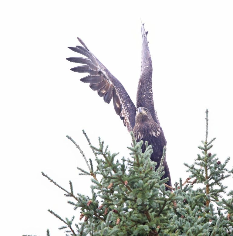 Juvie Eagle Taking Off 1
