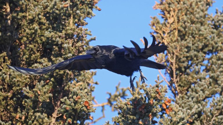 A Raving Raven
