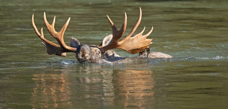 A Moose Doing The Doggy Paddle