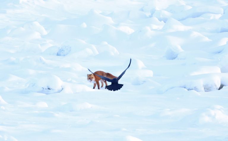 A Wiley Fox Taunted By A Testy Raven