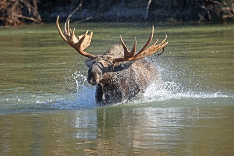 Shakin’ Like A Dog