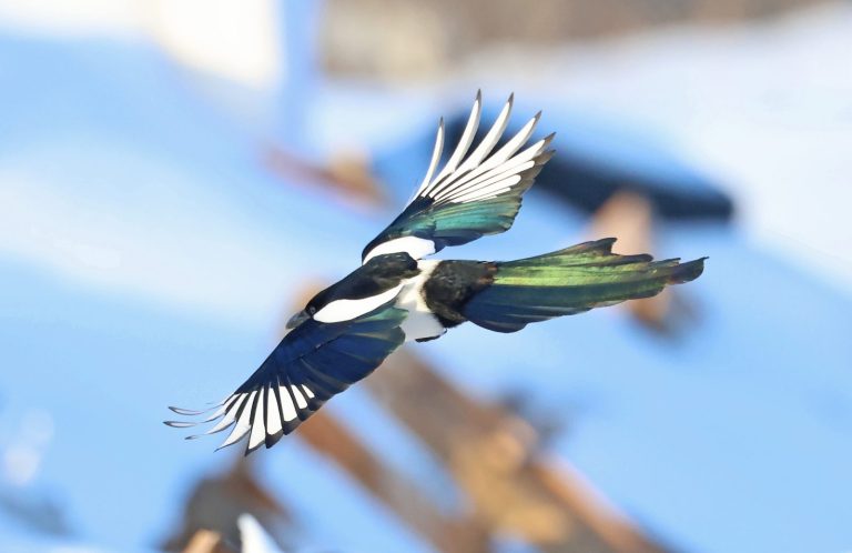 Black-billed Magpie 2