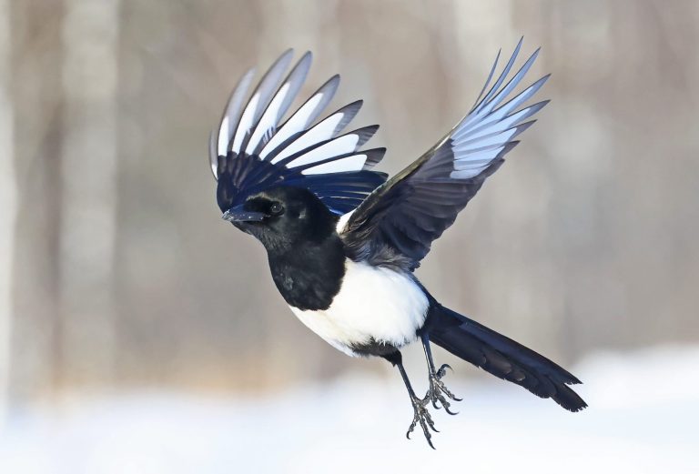 Black-billed Magpie 1
