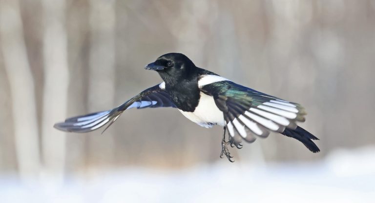 Black-billed Magpie 4