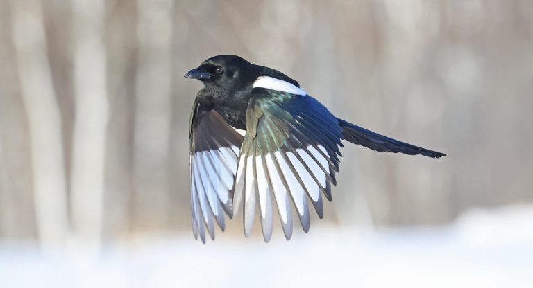 Black-billed Magpie 5