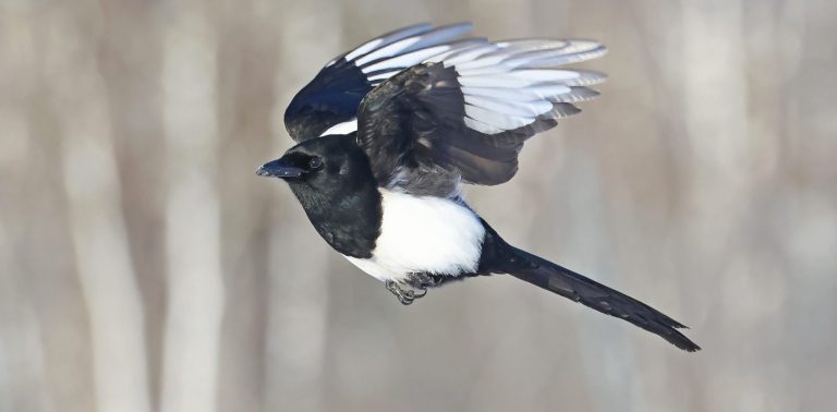 Black-billed Magpie 3