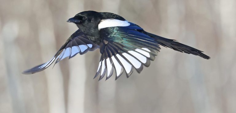 Black-billed Magpie 6