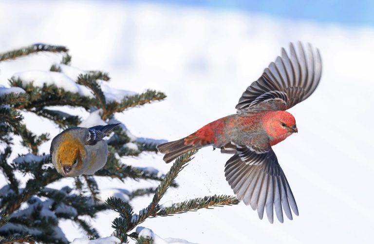 Pine Grosbeak