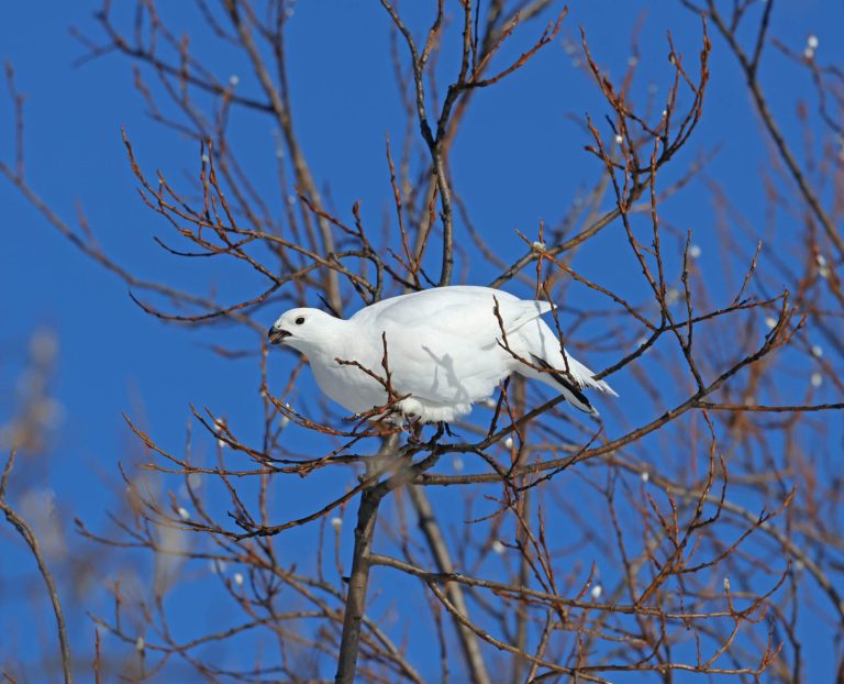 Ptarmigan