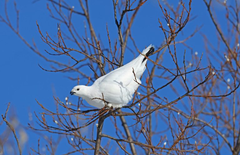 Ptarmigan