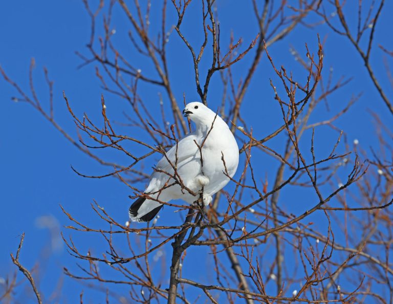 Ptarmigan