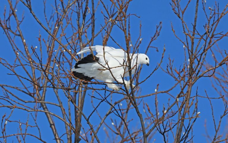 Ptarmigan