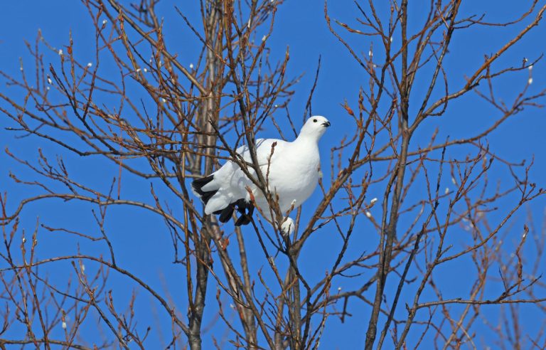 Ptarmigan