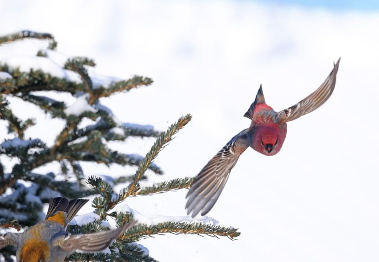 Pine Grosbeak