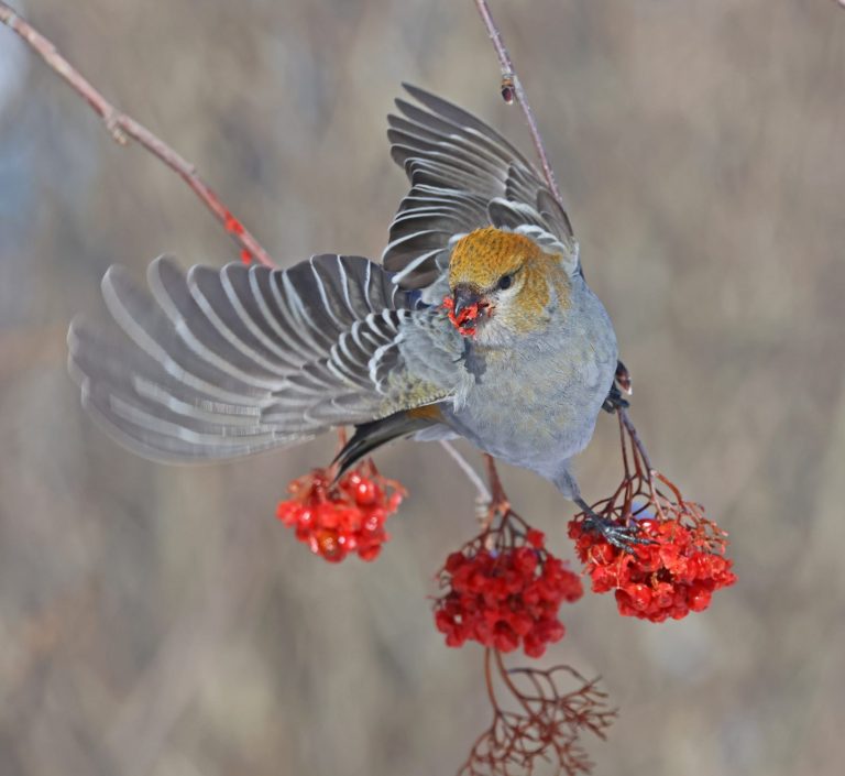 Pine Grosbeak