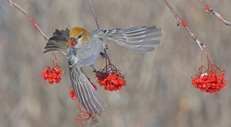 Pine Grosbeak